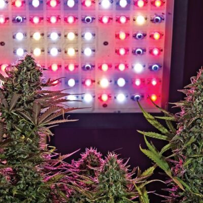 Horticultural Lighting: The Potential of LEDs