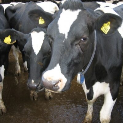 Farmers Increase Dairy Cow Milk Production Using LED Lighting