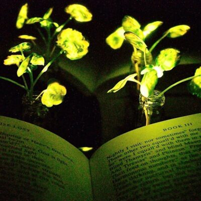 Grow Your Own Lighting