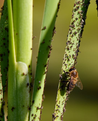 Horticultural Lighting To Fight Pests