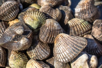 British Scientists Discover Bright Lights Enable Low-Impact Scallop Fishing