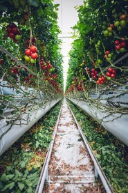 Electrification Impacts On Indoor Farming And Controlled Environments