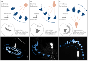 Researchers Explain And Prove Why Many Flying Insects Gather At Artificial Lights