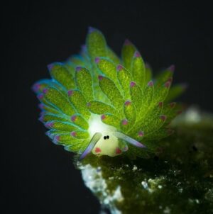 The Leaf Sheep Can Photosynthesize And Eat Light!