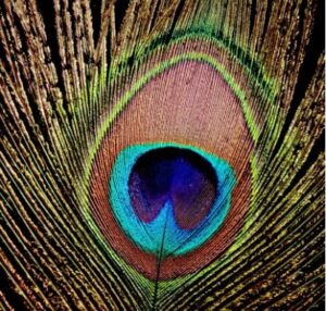 Researchers Turn Peacock Feathers Into Lasers