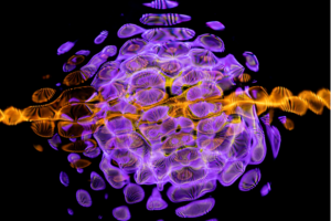 Quantum Biology, Light, & Living Organisms
