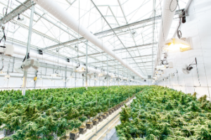 2025 Marijuana Revenue Declines; Rescheduling Could Reverse That